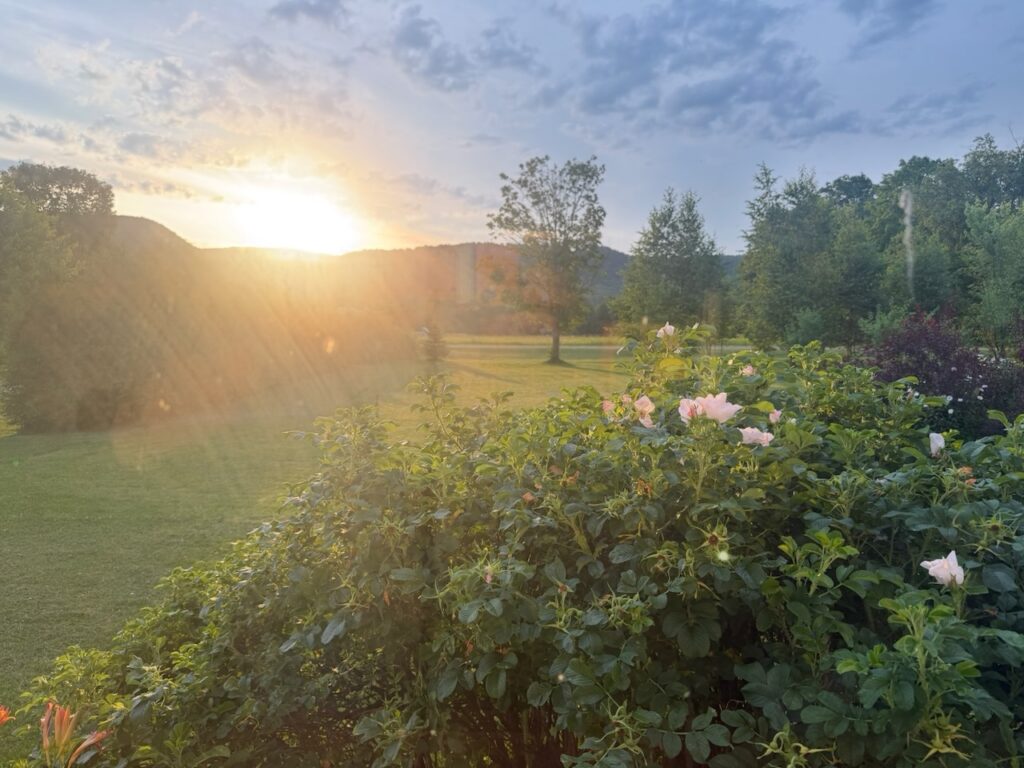 IMG_2106 Sunrise over rosehip bushes through obscuring window